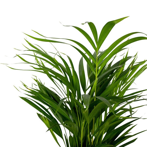 BLOOMIQUE - Dypsis Lutescens - Palmier Areca - Plantes d’intérieur - Dépolluante - H. 60-70 cm - P. 17 cm - large