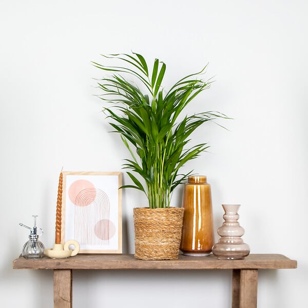 BLOOMIQUE - Dypsis Lutescens - Palmier Areca - Plantes d’intérieur - Dépolluante - H. 60-70 cm - P. 17 cm - large