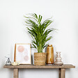 BLOOMIQUE - Dypsis Lutescens - Palmier Areca - Plantes d’intérieur - Dépolluante - H. 60-70 cm - P. 17 cm - vignette