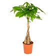 BLOOMIQUE - Pachira Aquatica - Arbre à monnaie - Cacaoyer d’eau - Plantes d’intérieur - H. 60-70 cm - P. 17 cm - vignette