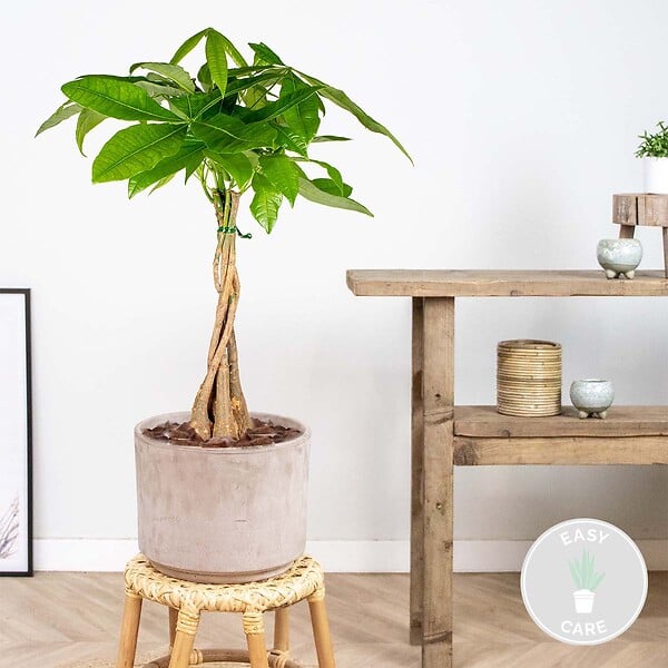 BLOOMIQUE - Pachira Aquatica - Arbre à monnaie - Cacaoyer d’eau - Plantes d’intérieur - H. 60-70 cm - P. 17 cm - large