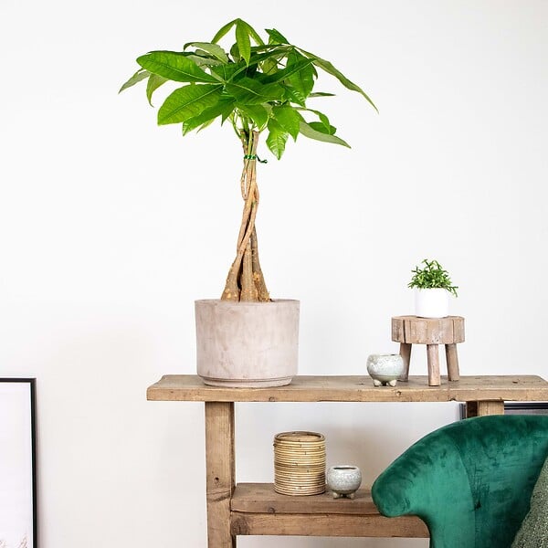 BLOOMIQUE - Pachira Aquatica - Arbre à monnaie - Cacaoyer d’eau - Plantes d’intérieur - H. 60-70 cm - P. 17 cm - large