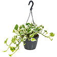 BLOOMIQUE - Scindapsus N-Joy - Lierre du Diable - Plante suspendue - H. 20-30 cm - P. 15 cm - vignette