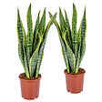 BLOOMIQUE - Lot de 2 - Sansevieria 'Laurentii' XL - Langue de belle-mère - Succulente - H. 55-65 cm - vignette