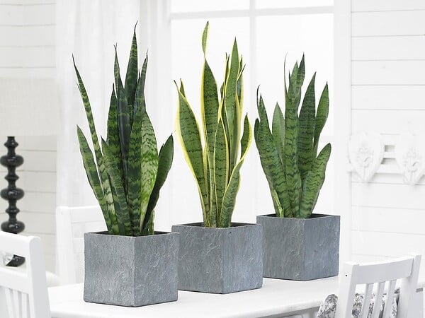 BLOOMIQUE - Lot de 2 - Sansevieria 'Laurentii' XL - Langue de belle-mère - Succulente - H. 55-65 cm - large