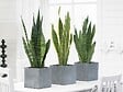 BLOOMIQUE - Lot de 2 - Sansevieria 'Laurentii' XL - Langue de belle-mère - Succulente - H. 55-65 cm - vignette