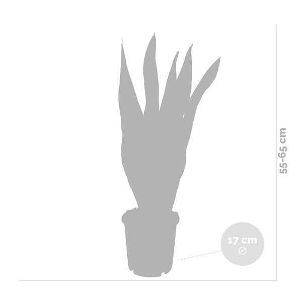 BLOOMIQUE - Lot de 2 - Sansevieria 'Laurentii' XL - Langue de belle-mère - Succulente - H. 55-65 cm - large