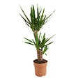 BLOOMIQUE - Yucca Elephantipes - Yucca - Plante d’intérieur - Dépolluante - H. 80-100 cm - P. 21 cm - vignette