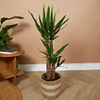 BLOOMIQUE - Yucca Elephantipes - Yucca - Plante d’intérieur - Dépolluante - H. 80-100 cm - P. 21 cm - vignette