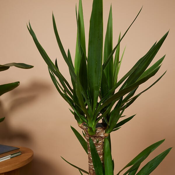 BLOOMIQUE - Yucca Elephantipes - Yucca - Plante d’intérieur - Dépolluante - H. 80-100 cm - P. 21 cm - large