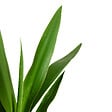 BLOOMIQUE - Yucca Elephantipes - Yucca - Plante d’intérieur - Dépolluante - H. 80-100 cm - P. 21 cm - vignette