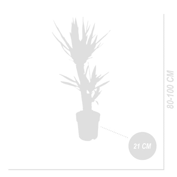 BLOOMIQUE - Yucca Elephantipes - Yucca - Plante d’intérieur - Dépolluante - H. 80-100 cm - P. 21 cm - large