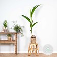 BLOOMIQUE - Cocos Nucifera - Cocotier - Plantes d’intérieur - Dépolluante - H. 70-90 cm - P. 19 cm - vignette