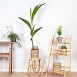 BLOOMIQUE - Cocos Nucifera - Cocotier - Plantes d’intérieur - Dépolluante - H. 70-90 cm - P. 19 cm - vignette