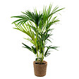 BLOOMIQUE - Howea Forsteriana - Palmier Kentia - Plante d’intérieur - Dépolluante - H. 80-100 cm - vignette
