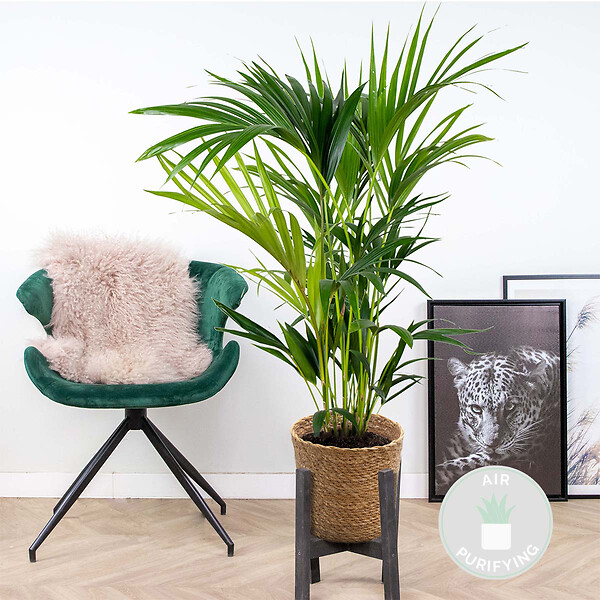 BLOOMIQUE - Howea Forsteriana - Palmier Kentia - Plante d’intérieur - Dépolluante - H. 80-100 cm - large