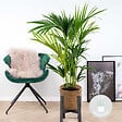 BLOOMIQUE - Howea Forsteriana - Palmier Kentia - Plante d’intérieur - Dépolluante - H. 80-100 cm - vignette