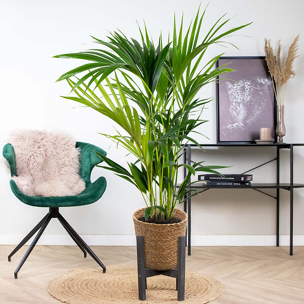 BLOOMIQUE - Howea Forsteriana - Palmier Kentia - Plante d’intérieur - Dépolluante - H. 80-100 cm - large