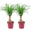 BLOOMIQUE - Lot de 2 - Beaucarnea Recurvata - Pied d’éléphant - Plantes d’intérieur - H. 30-40 cm - P. 12 cm - vignette