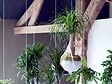 BLOOMIQUE - Lot de 2 - Beaucarnea Recurvata - Pied d’éléphant - Plantes d’intérieur - H. 30-40 cm - P. 12 cm - vignette