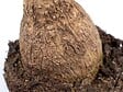BLOOMIQUE - Lot de 2 - Beaucarnea Recurvata - Pied d’éléphant - Plantes d’intérieur - H. 30-40 cm - P. 12 cm - vignette