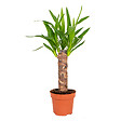 BLOOMIQUE - Yucca Elephantipes - Palmier Yucca - Plante d’intérieur - Dépolluante - H. 30-40 cm - P. 12 cm - vignette