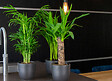 BLOOMIQUE - Yucca Elephantipes - Palmier Yucca - Plante d’intérieur - Dépolluante - H. 30-40 cm - P. 12 cm - vignette