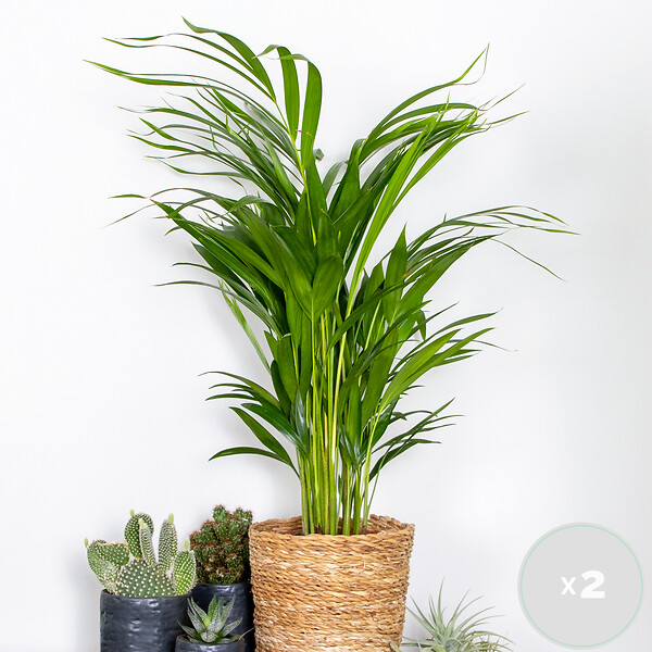 BLOOMIQUE - Lot de 2 - Dypsis Lutescens - Palmier Areca - Plante d’intérieur - H. 60-70 cm - P. 17 cm - large