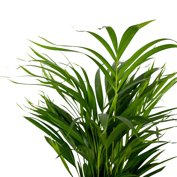 BLOOMIQUE - Lot de 2 - Dypsis Lutescens - Palmier Areca - Plante d’intérieur - H. 60-70 cm - P. 17 cm - large