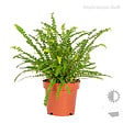 BLOOMIQUE - Lot de 3 - Mélange de fougères dépolluantes - H. 20-30 cm - P. 12 cm - vignette