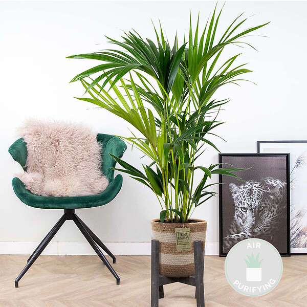 BLOOMIQUE - Howea Forsteriana - Palmier Kentia - Plante d’intérieur - Dépolluante - H. 80-100 cm - large