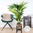 BLOOMIQUE - Howea Forsteriana - Palmier Kentia - Plante d’intérieur - Dépolluante - H. 80-100 cm - vignette