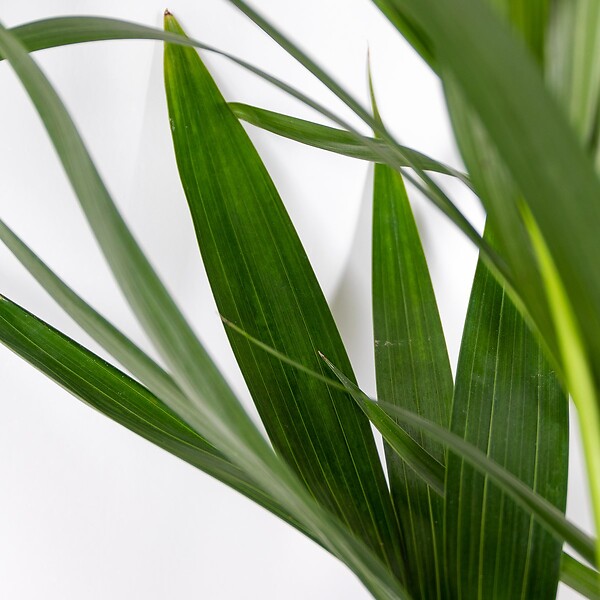 BLOOMIQUE - Howea Forsteriana - Palmier Kentia - Plante d’intérieur - Dépolluante - H. 80-100 cm - large