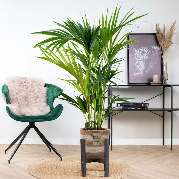 BLOOMIQUE - Howea Forsteriana - Palmier Kentia - Plante d’intérieur - Dépolluante - H. 80-100 cm - large