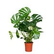 BLOOMIQUE - Monstera Deliciosa - Monstera - Plantes d’intérieur - Dépolluante - H. 70-80 cm - P. 21 cm - vignette