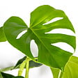 BLOOMIQUE - Monstera Deliciosa - Monstera - Plantes d’intérieur - Dépolluante - H. 70-80 cm - P. 21 cm - vignette
