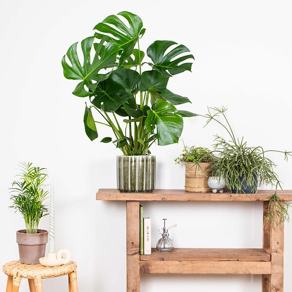 BLOOMIQUE - Monstera Deliciosa - Monstera - Plantes d’intérieur - Dépolluante - H. 70-80 cm - P. 21 cm - large
