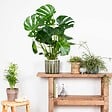 BLOOMIQUE - Monstera Deliciosa - Monstera - Plantes d’intérieur - Dépolluante - H. 70-80 cm - P. 21 cm - vignette