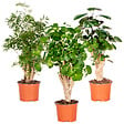 BLOOMIQUE - Lot de 3 - Polyscias - Aralia - Fabian, Ming, Green Lemon - H. 30-40 cm - P. 12 cm - vignette