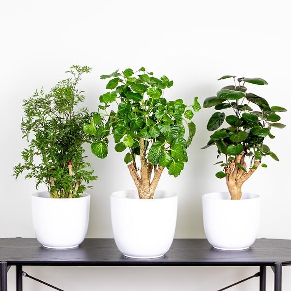 BLOOMIQUE - Lot de 3 - Polyscias - Aralia - Fabian, Ming, Green Lemon - H. 30-40 cm - P. 12 cm - large