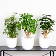 BLOOMIQUE - Lot de 3 - Polyscias - Aralia - Fabian, Ming, Green Lemon - H. 30-40 cm - P. 12 cm - vignette