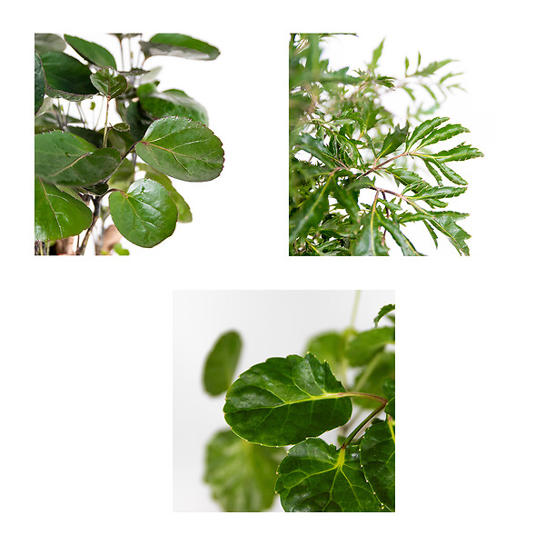 BLOOMIQUE - Lot de 3 - Polyscias - Aralia - Fabian, Ming, Green Lemon - H. 30-40 cm - P. 12 cm - large