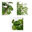 BLOOMIQUE - Lot de 3 - Polyscias - Aralia - Fabian, Ming, Green Lemon - H. 30-40 cm - P. 12 cm - vignette