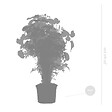 BLOOMIQUE - Lot de 3 - Polyscias - Aralia - Fabian, Ming, Green Lemon - H. 30-40 cm - P. 12 cm - vignette