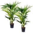 BLOOMIQUE - Lot de 2 - Howea Forsteriana - Palmier Kentia - Plantes d’intérieur - H. 80-100 cm - P. 19 cm - vignette