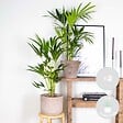 BLOOMIQUE - Lot de 2 - Howea Forsteriana - Palmier Kentia - Plantes d’intérieur - H. 80-100 cm - P. 19 cm - vignette