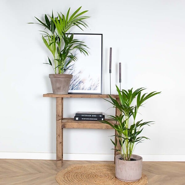 BLOOMIQUE - Lot de 2 - Howea Forsteriana - Palmier Kentia - Plantes d’intérieur - H. 80-100 cm - P. 19 cm - large