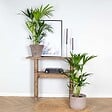 BLOOMIQUE - Lot de 2 - Howea Forsteriana - Palmier Kentia - Plantes d’intérieur - H. 80-100 cm - P. 19 cm - vignette