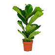 BLOOMIQUE - Ficus Lyrata - Figuier lyre - Plante d’intérieur - Dépolluante - H. 50-60 cm - P. 17 cm - vignette