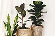 BLOOMIQUE - Ficus Lyrata - Figuier lyre - Plante d’intérieur - Dépolluante - H. 50-60 cm - P. 17 cm - vignette